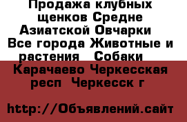 Продажа клубных щенков Средне Азиатской Овчарки - Все города Животные и растения » Собаки   . Карачаево-Черкесская респ.,Черкесск г.